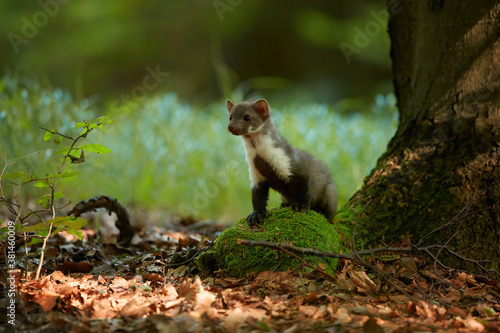 Close up, Stone Marten, Martes foina, juvenile tiny predator of spruce forest, climbing at old tree. Animal in captivity. Close up photo, blurred nature background. European forest, Czech republic. photo