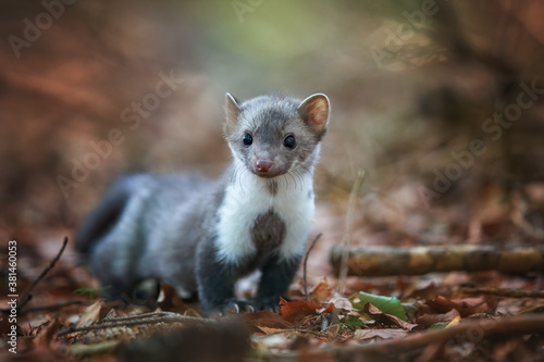 Portrait of juvenile Stone Marten, Martes foina looking directly at camera. Low angle photo, blurred nature background. European forest,  Czech republic. photo
