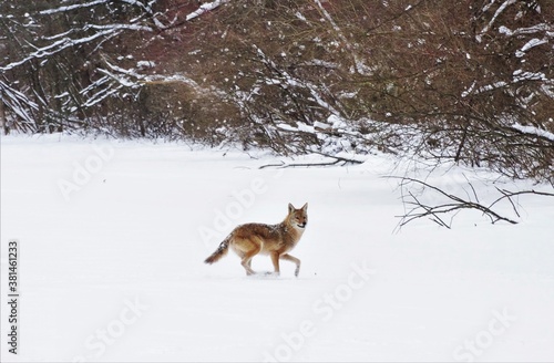 Running Coyote