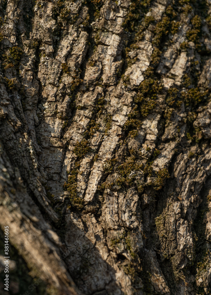 Old tree with old bark covered with green moss. Old tree with old bark covered with green moss.