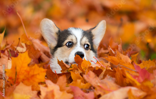 puppy face peeking out of yellow autumn leaves