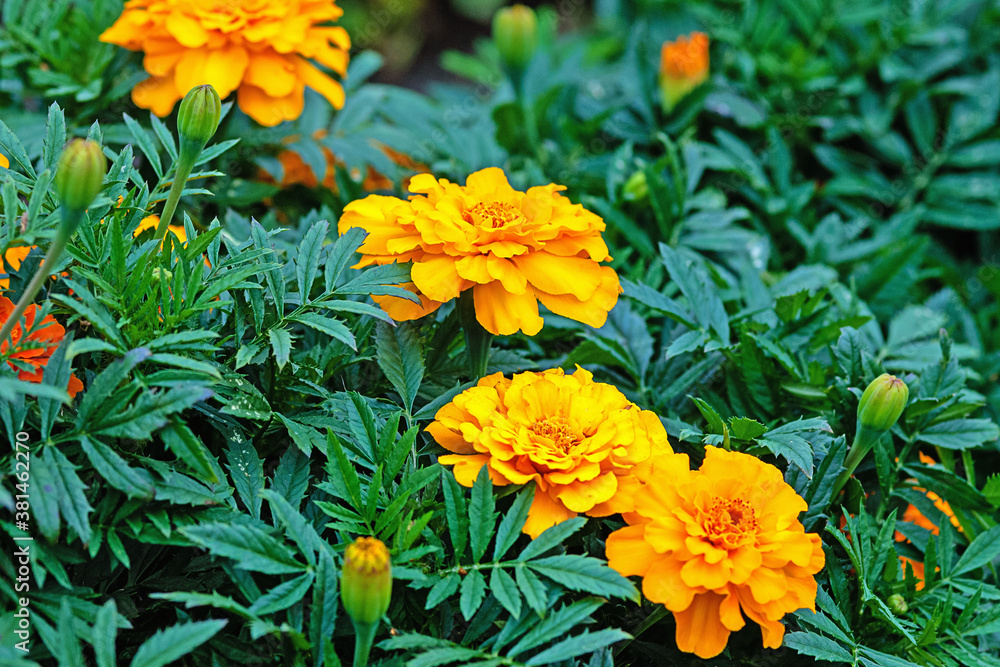 green leaves and orange flowers of marigolds blooming outdoors green leaves and orange flowers of marigolds blooming outdoors