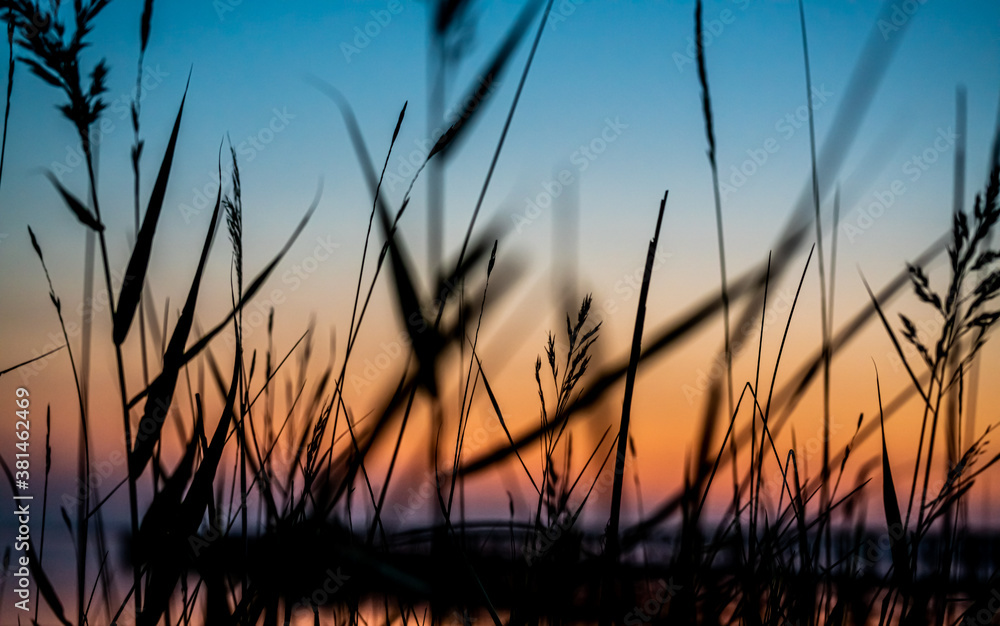 Fototapeta premium Grass in silhouette on a warm orange sunset by the ocean.