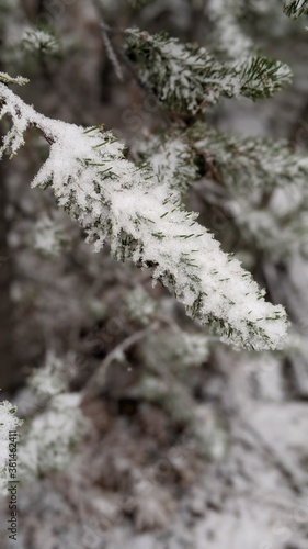 snow-covered pine
