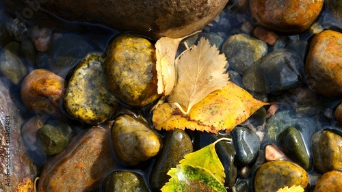 Yellow birch leaves on the background of colorful river stones. Autumn, abstract composition.