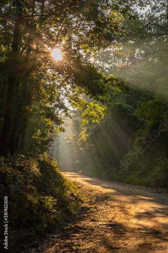 Fototapeta Naklejka Na Ścianę i Meble -  Morning sunlight through the trees