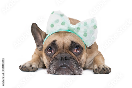 Small French Bulldog dog wearing a big ribbon on head lying down on white background © Firn