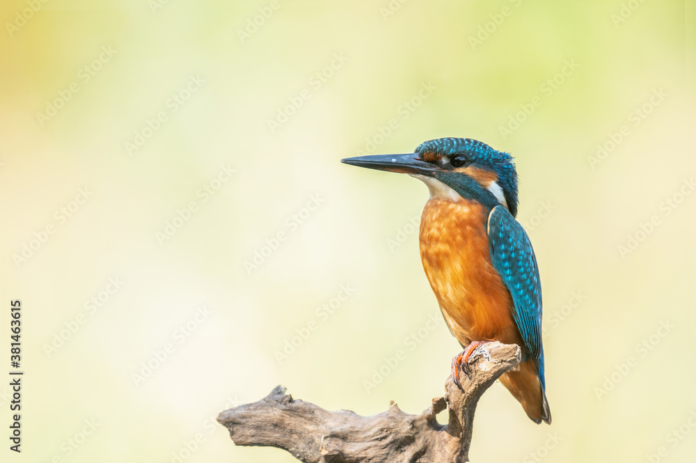 Fototapeta premium Eisvogel alcedo atthis kingfisher 