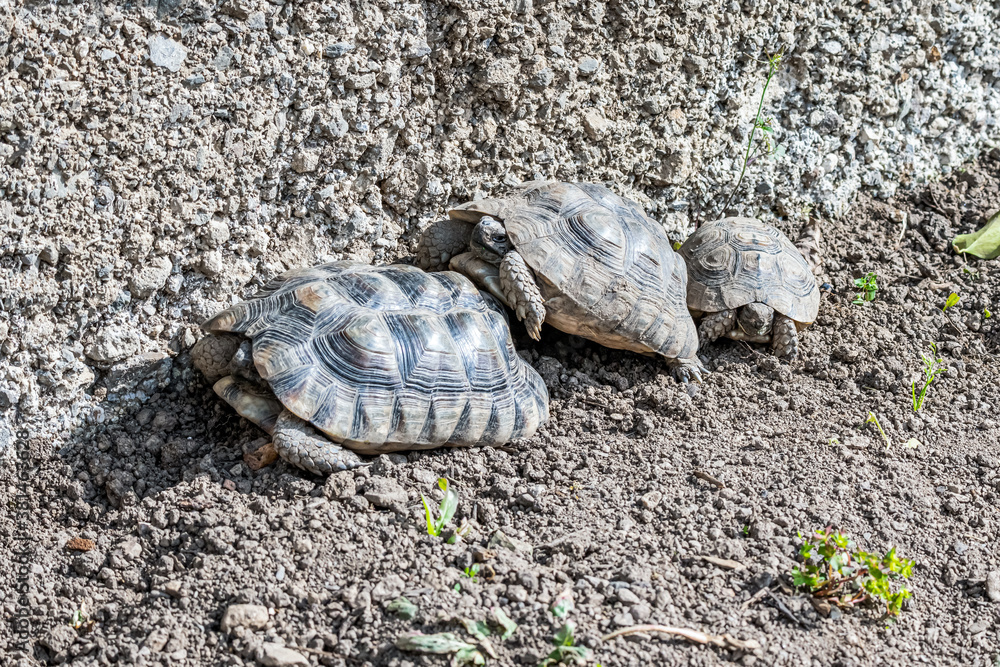 Obraz premium Turtle Testudo Marginata european landturtle family three turtles different size baby parents lined up closeup wildlife