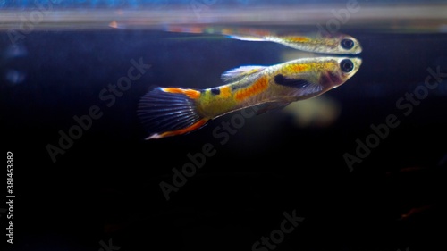 freshwater aquarium dwarf fish Guppy endler, young adult male at water surface with its reflection on dark background, free space macro image photo