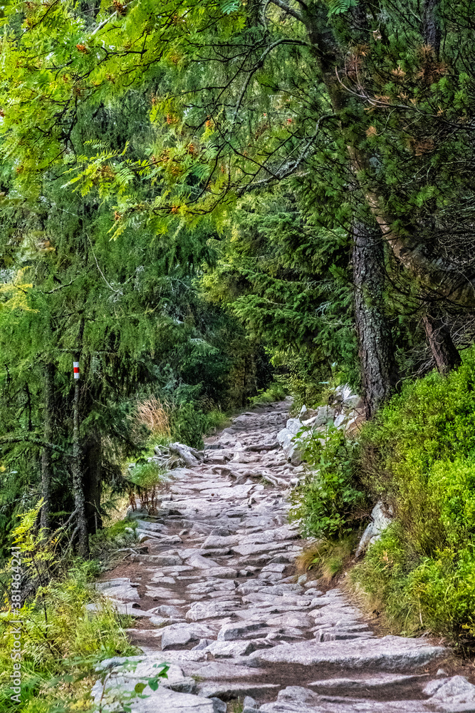 Footpath in coniferous forest, High Tatras mountains, Slovakia Footpath in coniferous forest, High Tatras mountains, Slovakia