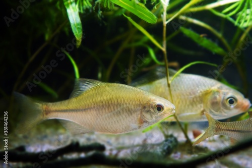 adult female of Rhodeus amarus, European wild fish live peaceful with crucian carp in a densely planted natural freshwater biotope aquarium with healthy water plants