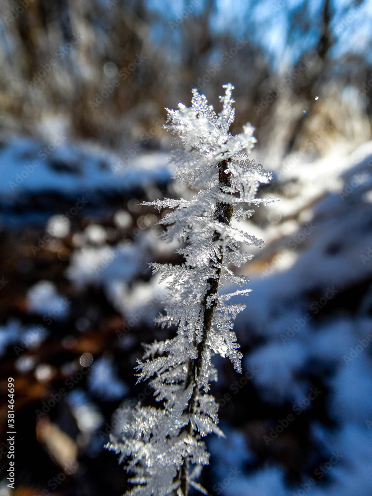 Frost Crystal Tree