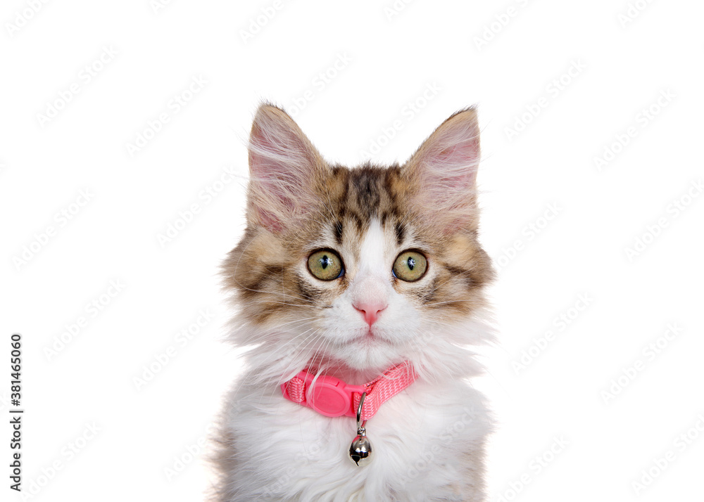 Obraz premium Close up portrait of a Norwegian Forrest Cat kitten wearing a pink collar with a bell. Looking directly at viewer. Isolated on white.