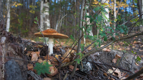 Mushroom among the leaves in the autumn forest © Александр Коробейник