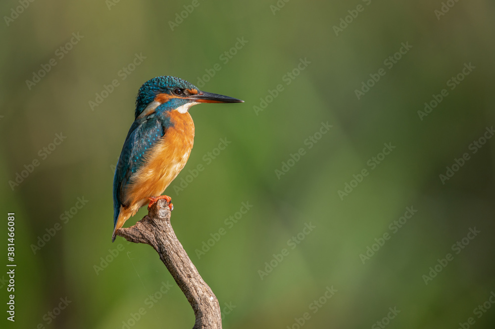 Fototapeta premium Eisvogel alcedo atthis kingfisher 