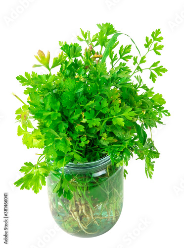Bunches of fresh parsley, dill and other greens in the transparent glass jar isolated on a white background
