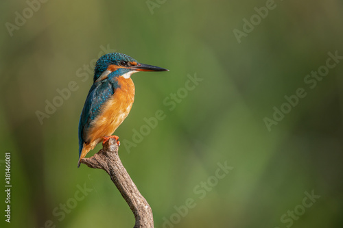  Eisvogel alcedo atthis kingfisher 