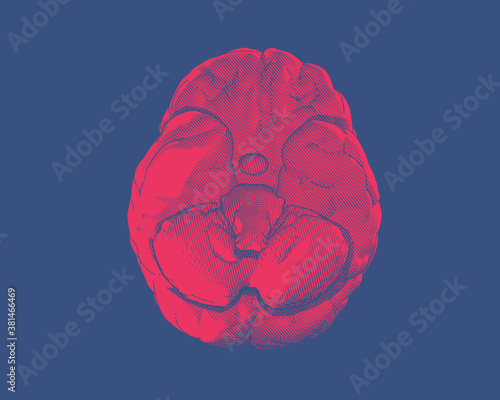 Vector brain illustration bottom view on blue BG