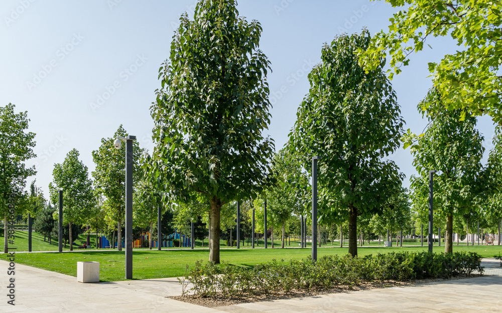 Alley of Paulownia tomentosa or Empress tree (princess or foxglove tree) in city park Krasnodar. Public landscape 'Galitsky park' for relaxation and walking in sunny autumn September 2020 Alley of Paulownia tomentosa or Empress tree (princess or foxglove tree) in city park Krasnodar. Public landscape 'Galitsky park' for relaxation and walking in sunny autumn September 2020