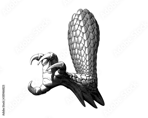Dragon claw illustration isolated on white BG