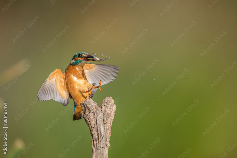  Eisvogel alcedo atthis kingfisher 