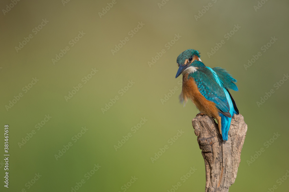 Eisvogel alcedo atthis kingfisher Eisvogel alcedo atthis kingfisher