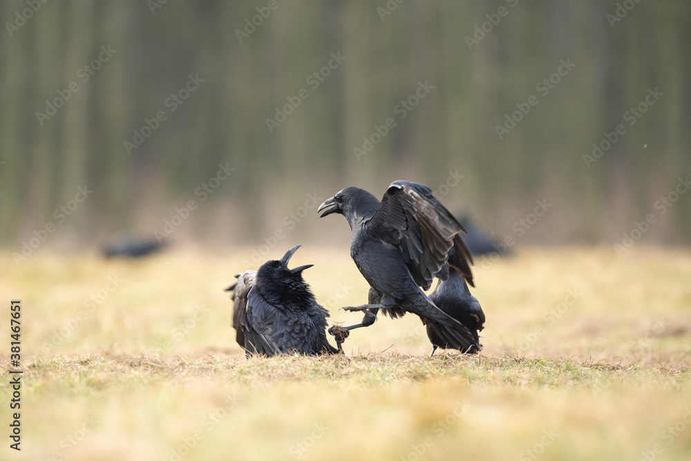 Obraz premium Common raven on the field. A flock of ravens on the ground. European wild nature. Winter in the animal kingdom