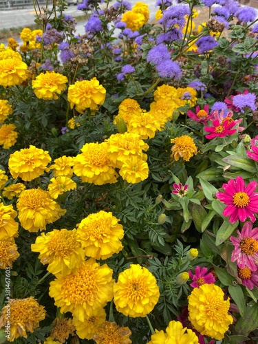 Beautiful Flowers in early autumn
