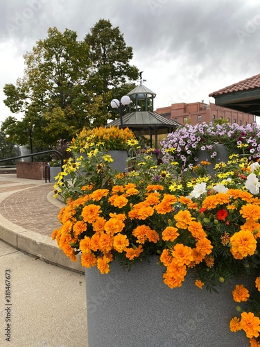 Beautiful Flowers in early autumn