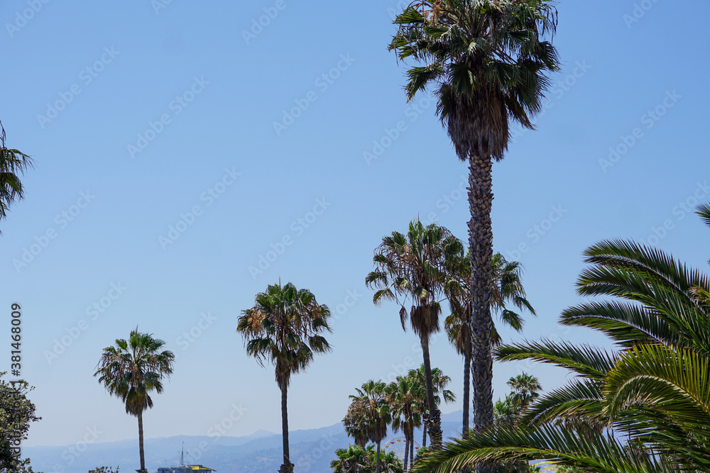 Obraz premium palm trees against sky