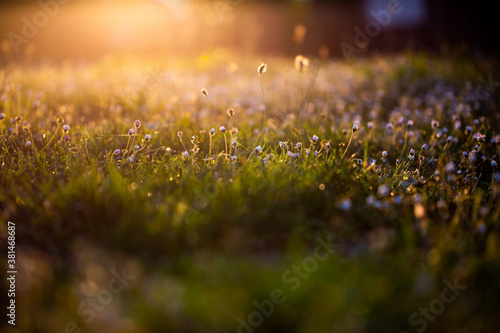 Summer Morning Meadow Sunlight Grass