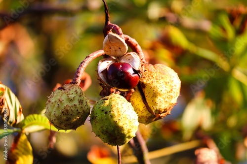 halb geöffnete Kastanienfrüchte am Baum photo