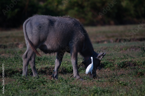 Water buffalo (Bubalus bubalis) or domestic water buffalo is a large bovid originating in the Indian subcontinent, Southeast Asia, and China. This animal is bathing in a mud pool in the park photo