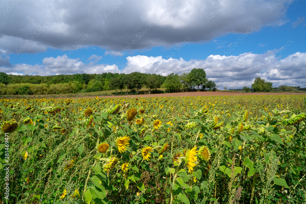 The Sunflower Field in The Landscape