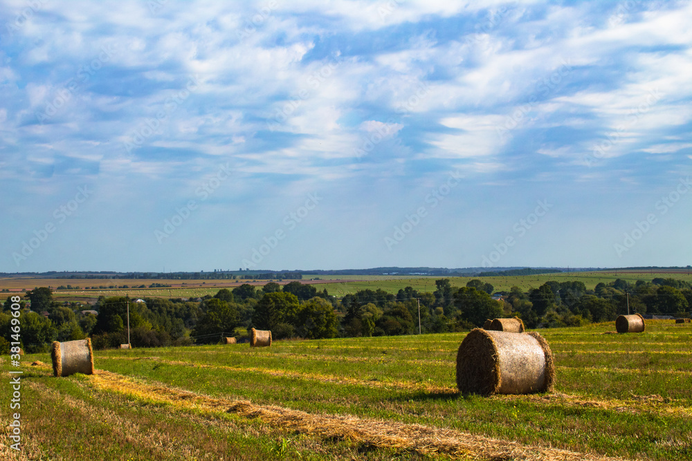 Hay bale. Agriculture field with sky. Rural nature in the farm land. Straw on the meadow. Wheat yellow golden harvest in summer. Countryside natural landscape. Round bales of straw on the field