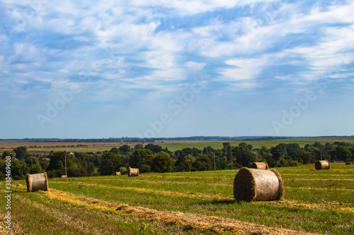 Hay bale. Agriculture field with sky. Rural nature in the farm land. Straw on the meadow. Wheat yellow golden harvest in summer. Countryside natural landscape. Round bales of straw on the field
