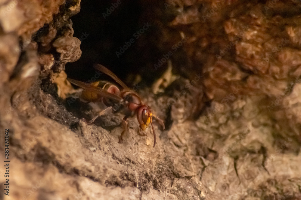 European hornets defend the entry of their hornets nest against invaders and are a dangerous and poisonous pest that build colony with stinging yellow jackets in tree trunks with aggressive attack European hornets defend the entry of their hornets nest against invaders and are a dangerous and poisonous pest that build colony with stinging yellow jackets in tree trunks with aggressive attack