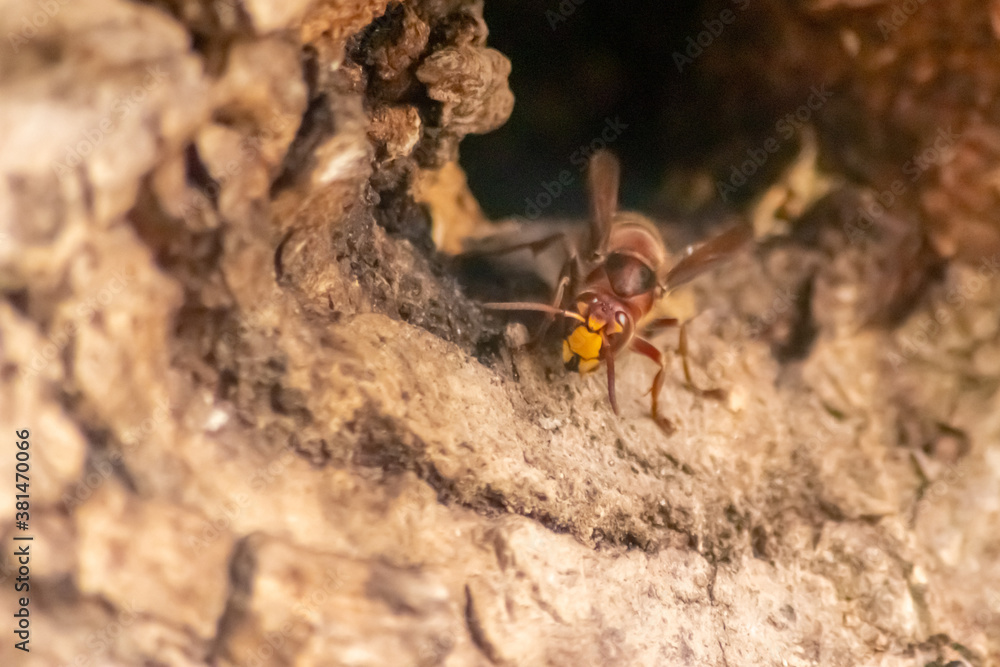 European hornets defend the entry of their hornets nest against invaders and are a dangerous and poisonous pest that build colony with stinging yellow jackets in tree trunks with aggressive attack European hornets defend the entry of their hornets nest against invaders and are a dangerous and poisonous pest that build colony with stinging yellow jackets in tree trunks with aggressive attack