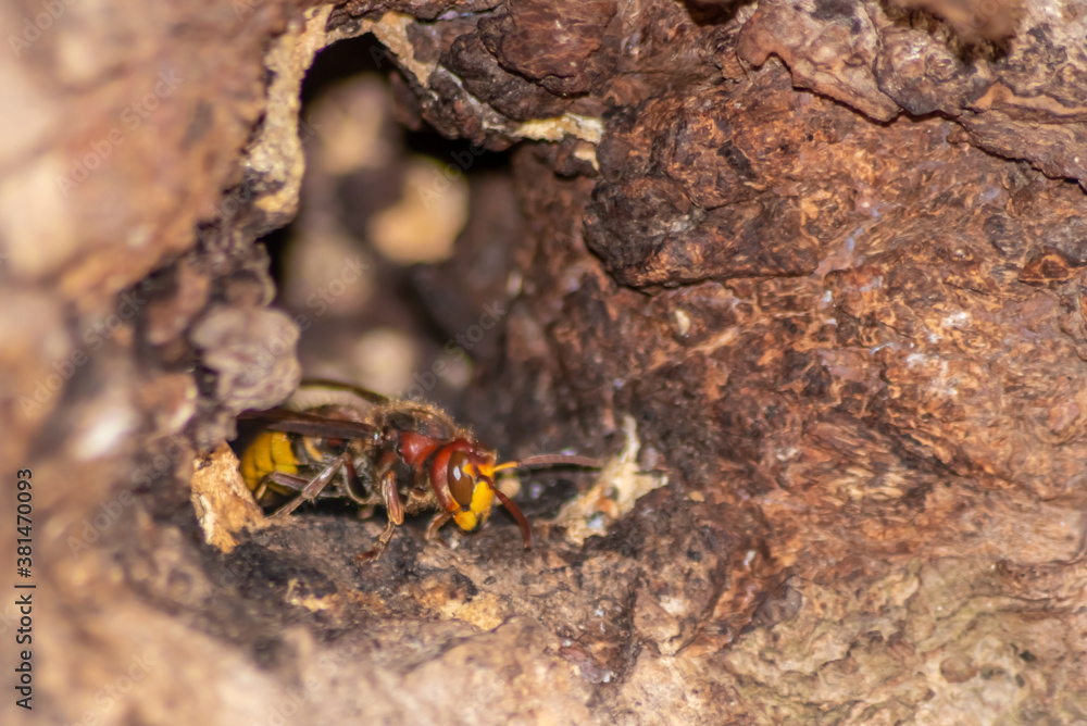European hornets defend the entry of their hornets nest against invaders and are a dangerous and poisonous pest that build colony with stinging yellow jackets in tree trunks with aggressive attack European hornets defend the entry of their hornets nest against invaders and are a dangerous and poisonous pest that build colony with stinging yellow jackets in tree trunks with aggressive attack