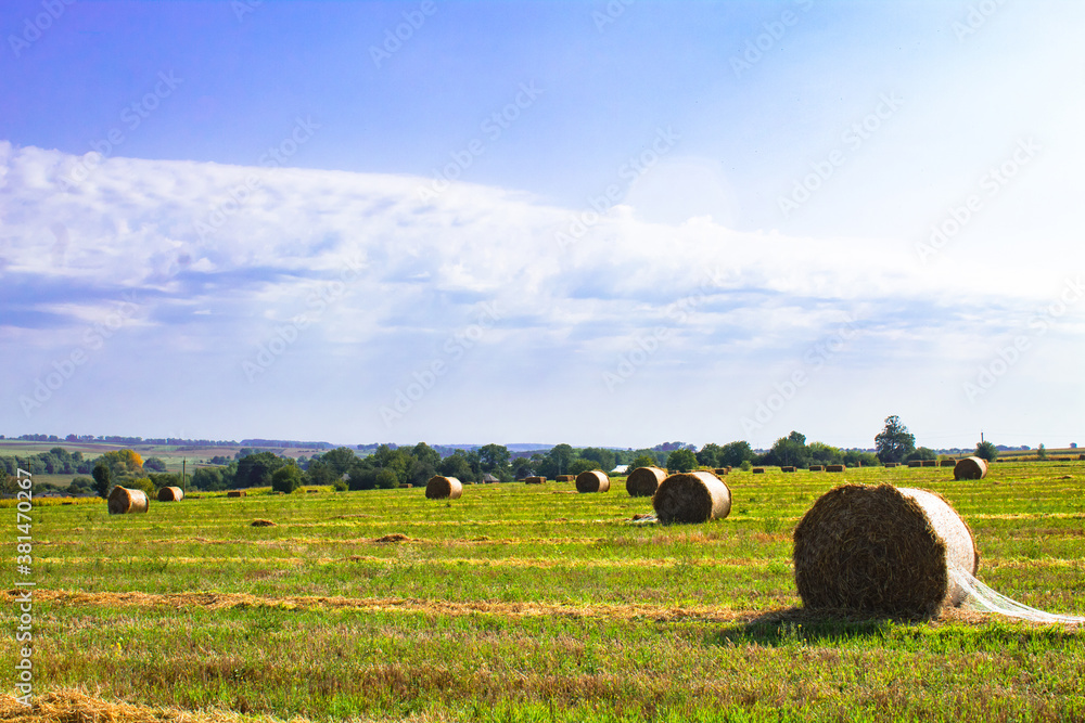 Haystacks rolls on agriculture field in autumn sunny day with cloudy sky. Rural landscape. Golden harvest of wheat.
