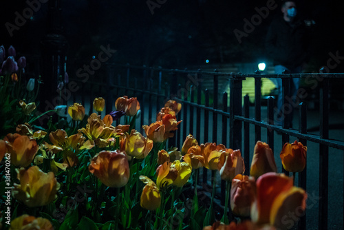 tulips in the park © Nathaniel