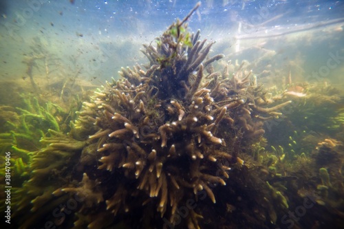 dead colony of common freshwater sponge swim with strong current in a shallow freshwater river with clear water and dense vegetation, green algae; ecology explore photo