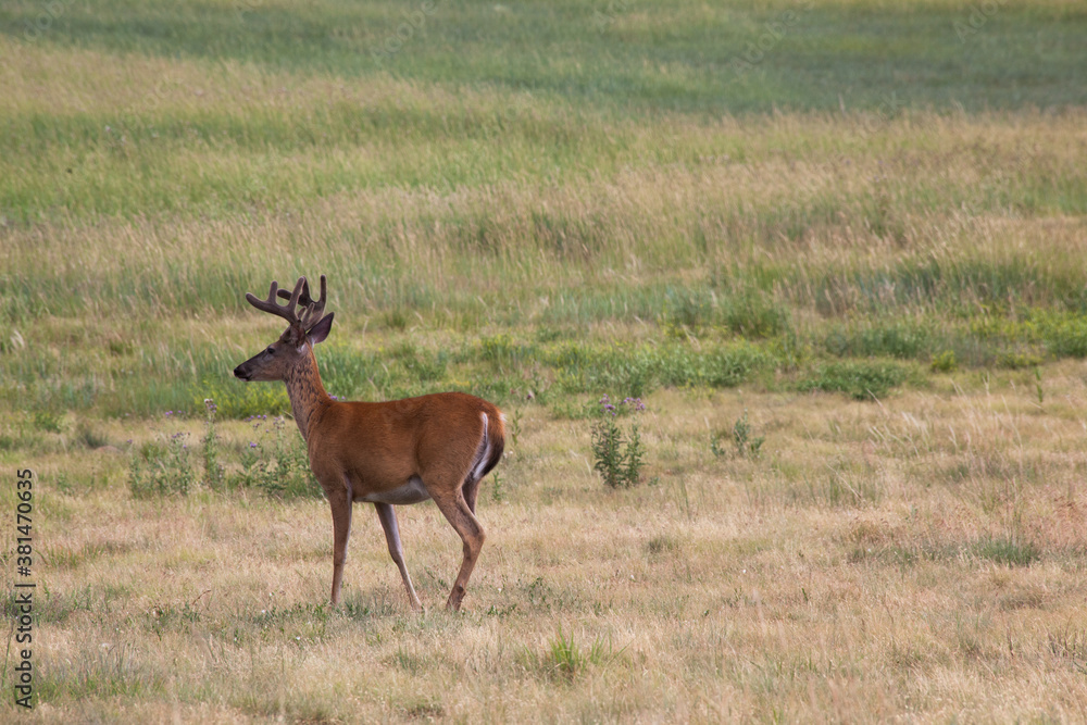 Naklejka premium Deer out in a field
