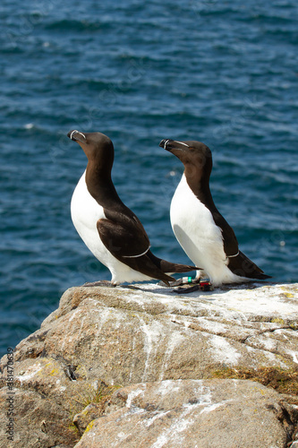 Alca común (Alca torda), pareja de aves marinas posadas sobre la roca en la isla de May (Escocia).