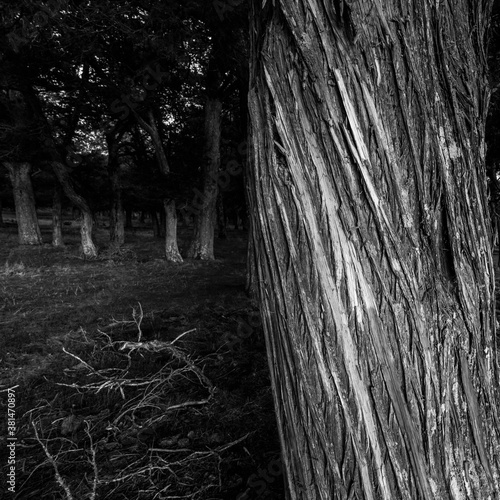 SABINA - SPANISH JUNIPER (Juniperus thurifera), Sabinar de Calatañazor, Soria province, Castilla y Leon, Spain, Europe photo