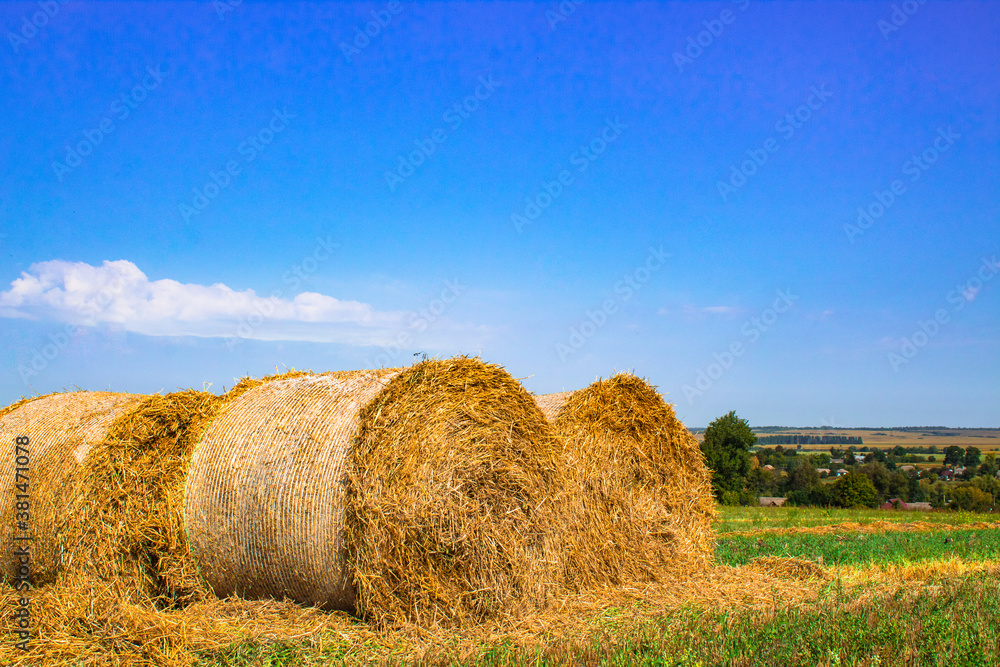 Beautiful landscape with harvested bales of straw in field. Haystack rolls on agriculture field in autumn sunny day. Agriculture field haystack harvest scene with blue sky.