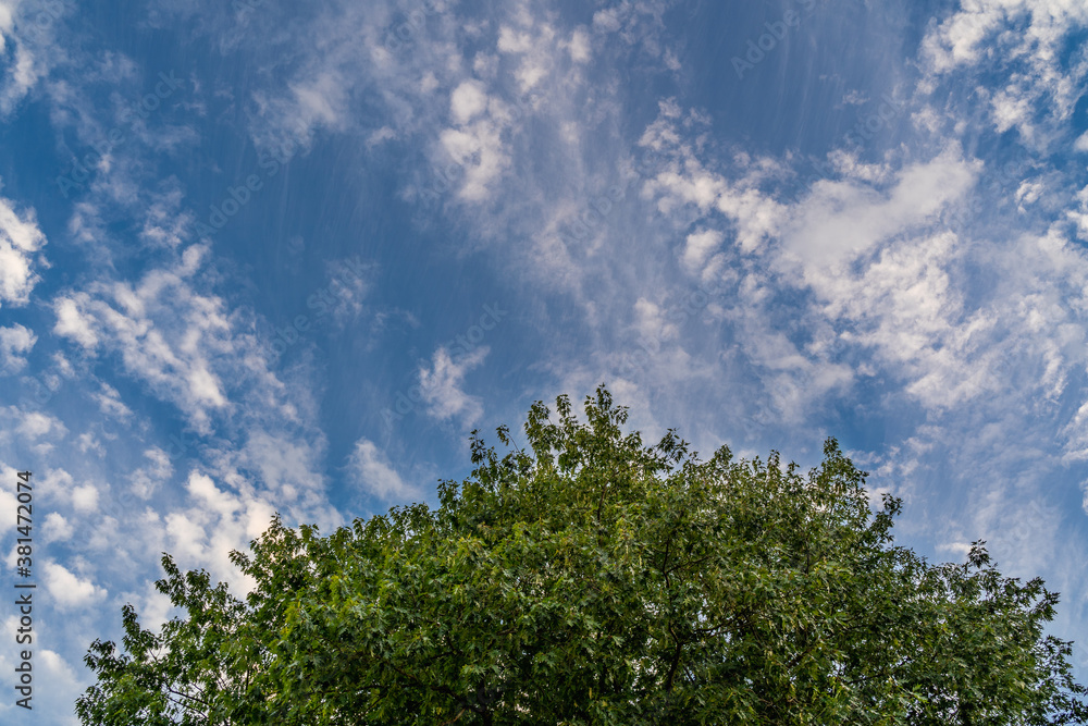 Obraz premium Cloudy Blue Heaven and Green Tree