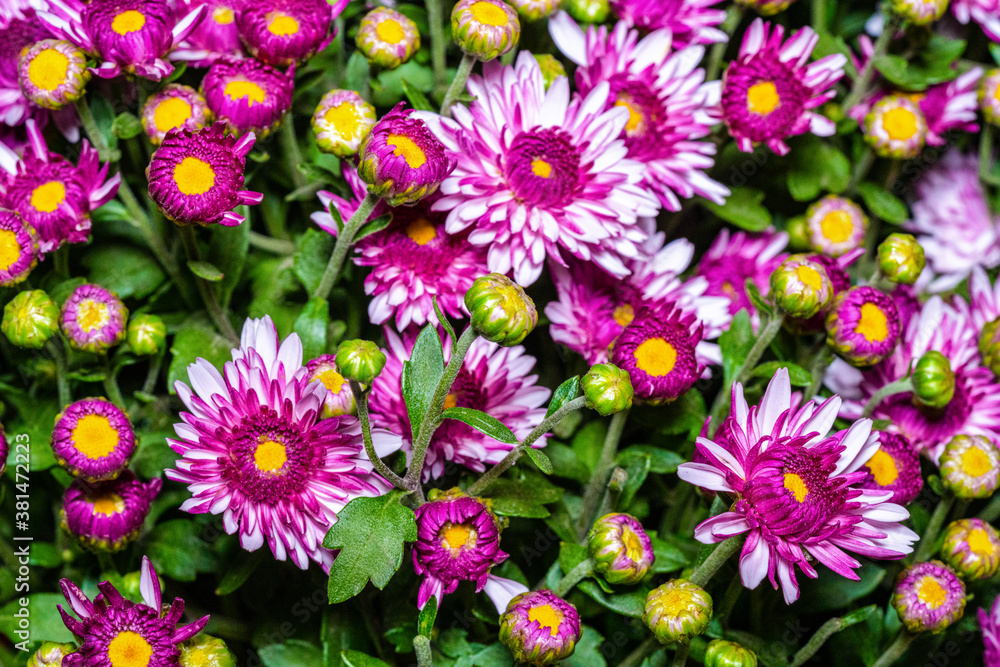 Beautiful bouquet of chrysanthemums closeup Beautiful bouquet of chrysanthemums closeup