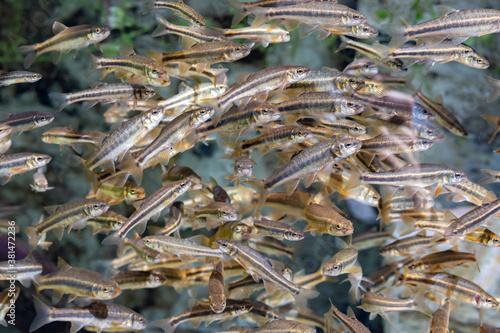 Bank of minnow fishes